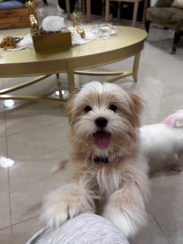 peanut maltese - 4