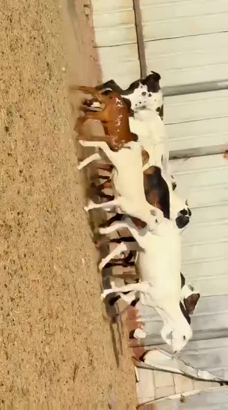 للبيع شويهات بربر بيرشن طيبه - 1