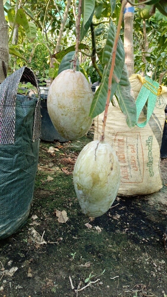 توريد وزراعه المنجا - 2