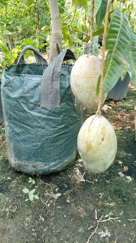 توريد وزراعه المنجا - 7