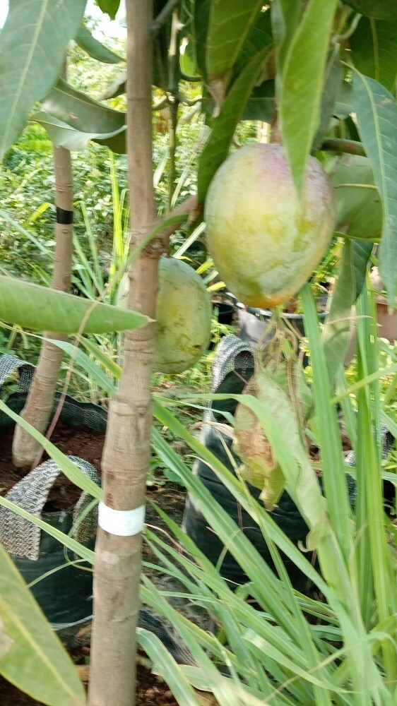 توريد وزراعه المنجا - 5