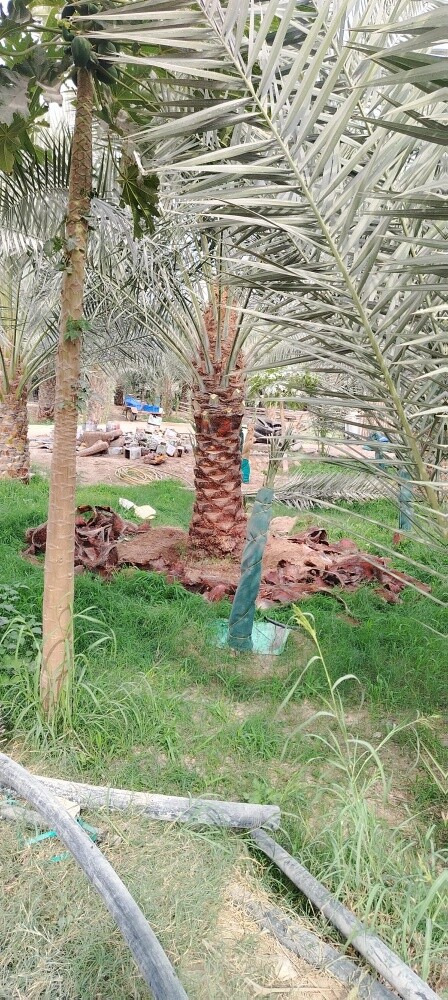تقليم الشجر ورش - 7