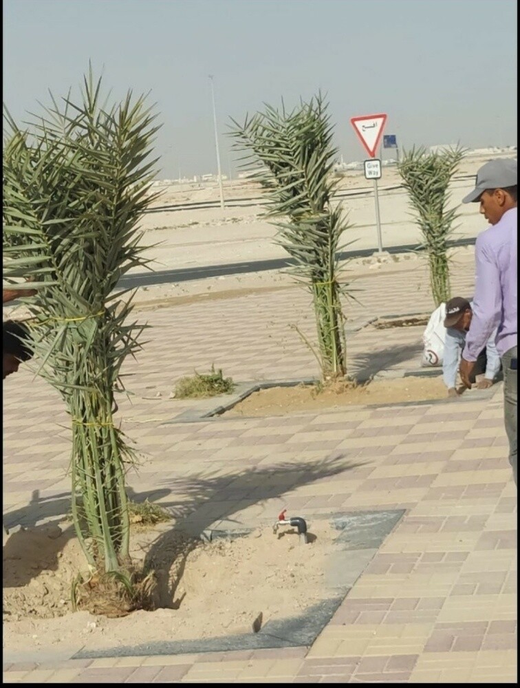 تقليم الشجر ورش - 4