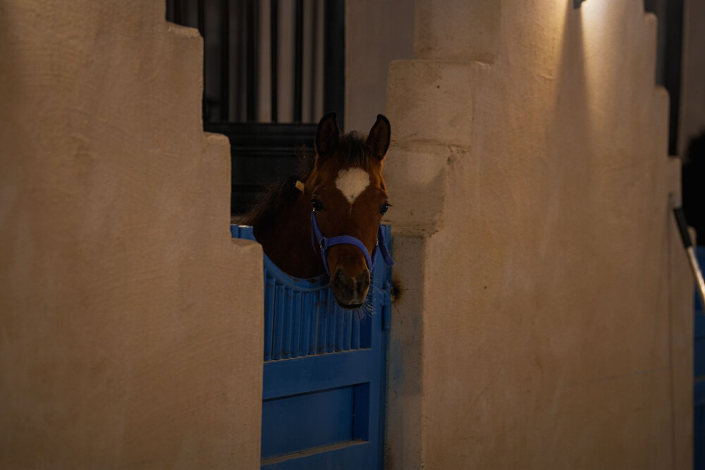 ايواء خيل في الشحانية - 3