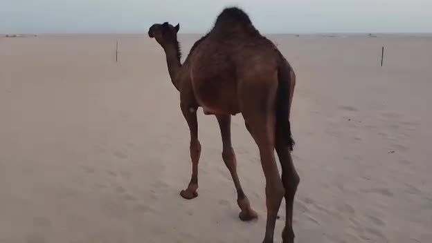 للبيع قعود لباني سليم من الامراض - 1