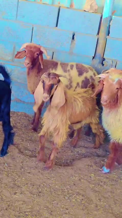 طليان بلديه للبيع سمين العمر4شهور - 1