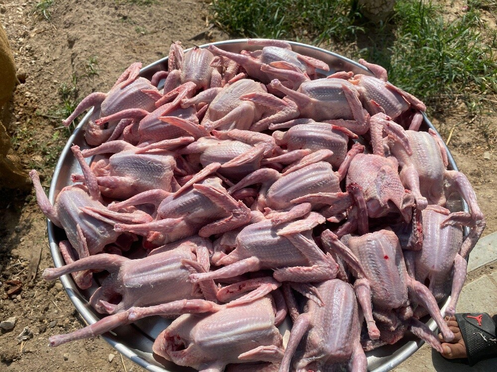 حمام زاجل - 3