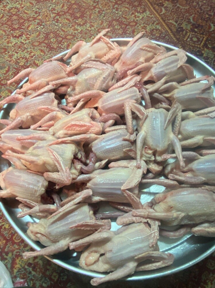 حمام زاجل - 4