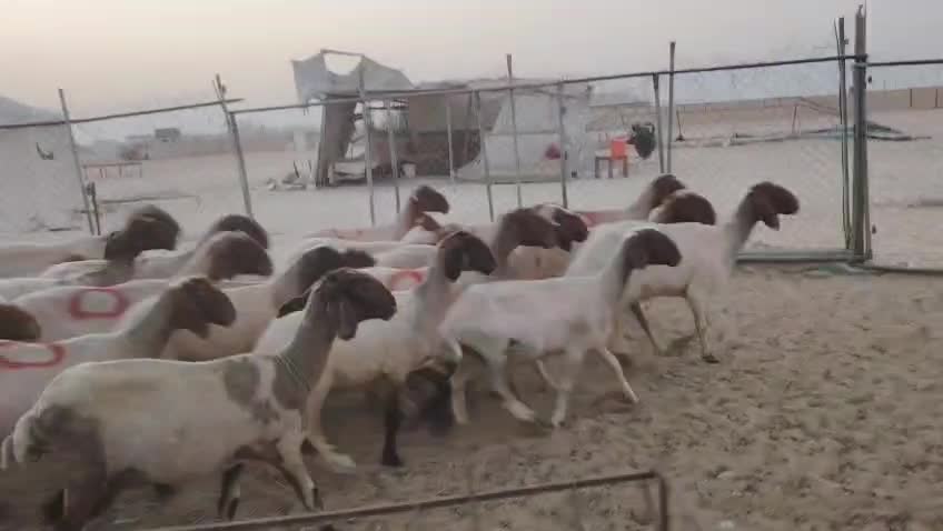 للبيع غنم سوريه مراح واحد طيبه - 1