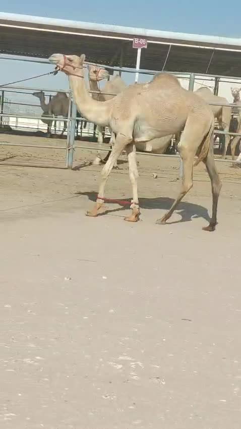 للبيع بكره حقه - 1