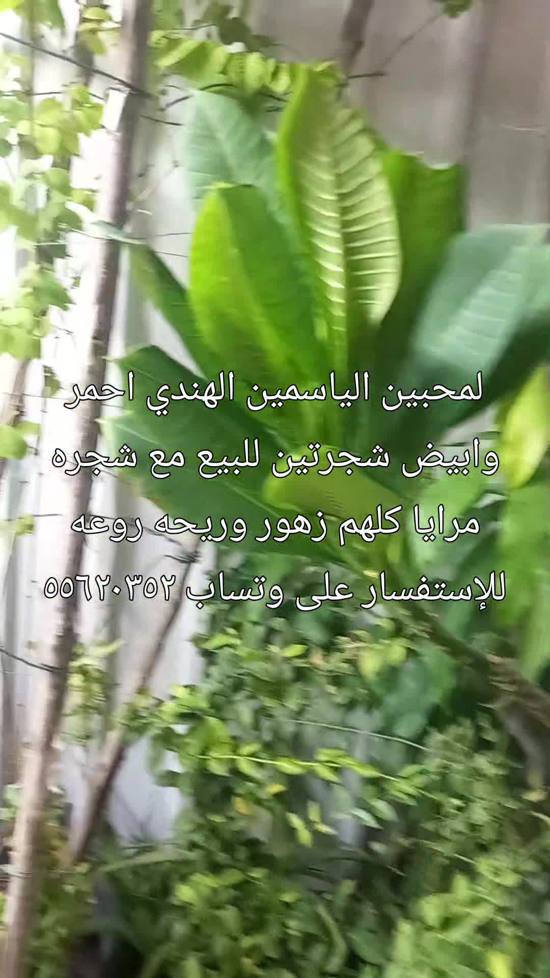 ياسمين انواع وشجر انواع للبيع - 1