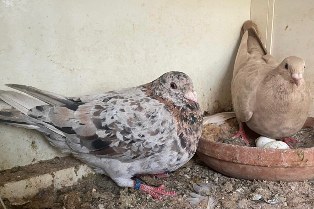زوج زاجل المند - 3