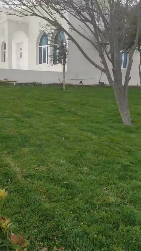 لدي المزارع صيانه للنخيل - 1