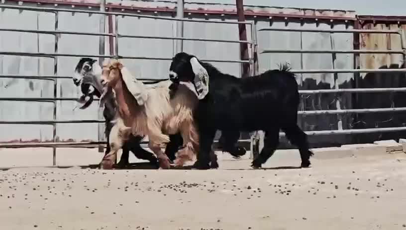 للبيع جمد عوارض اصايل درجة أولى - 4