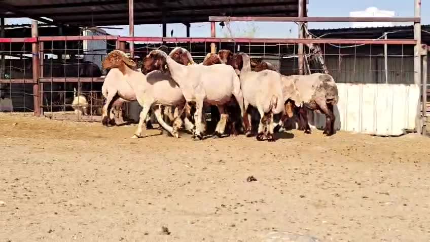 للبيع غنم سوريه مراح واحد دفيع - 1