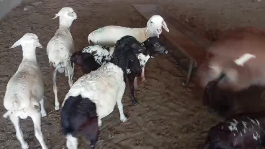للبيع طليان - 1