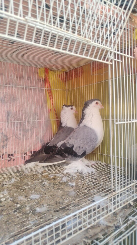 irani pigeons only pair120 - 7