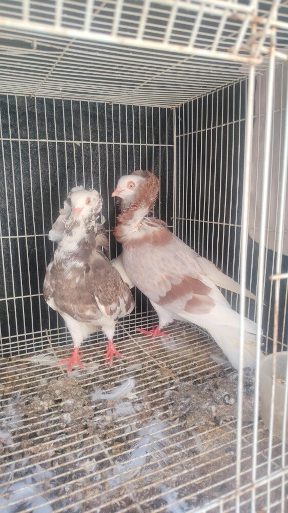 irani pigeons only pair120 - 6