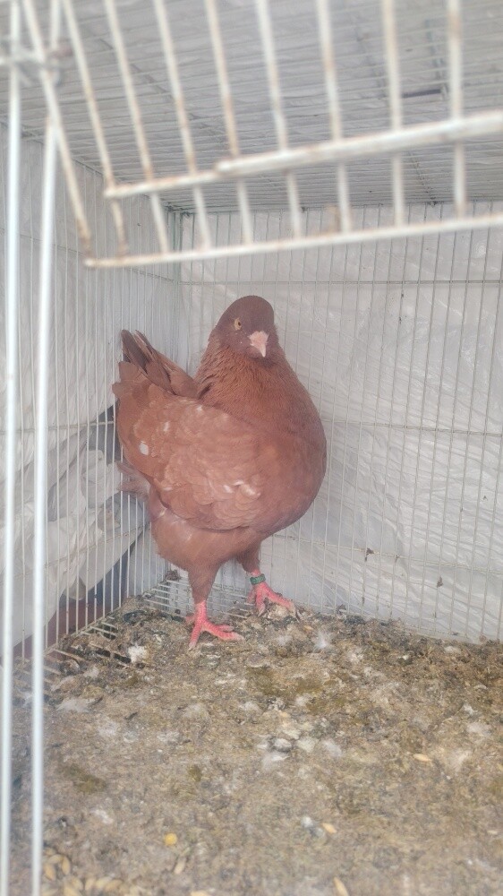 irani pigeons only pair120 - 8