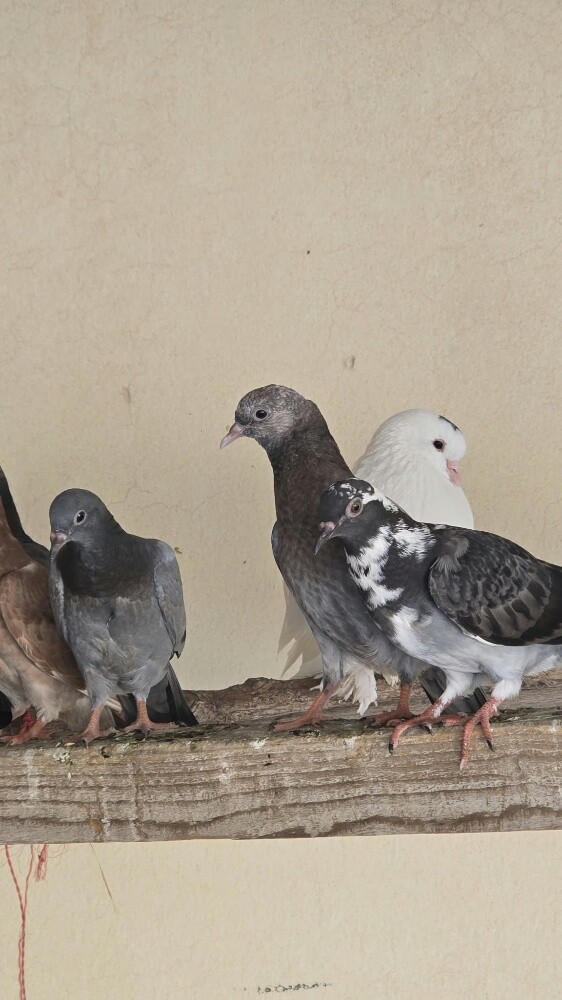 حمام عادي - 3