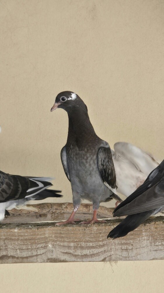 حمام عادي - 1