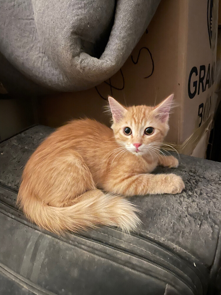 Golden kitten Black kitten - 1