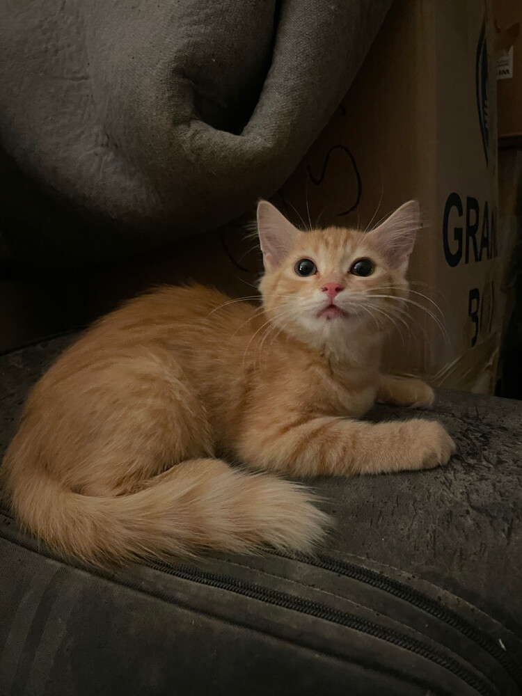 Golden kitten Black kitten - 3