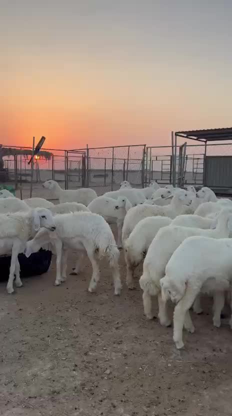 رخال حريات حرش - 1