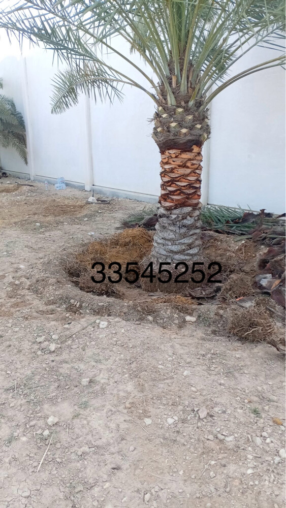 تنظيف النخل الوشنطنيو الزينه - 11