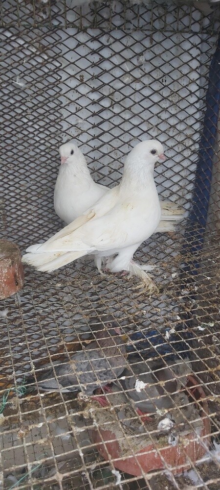 ثلاث ازواج زينة - 2