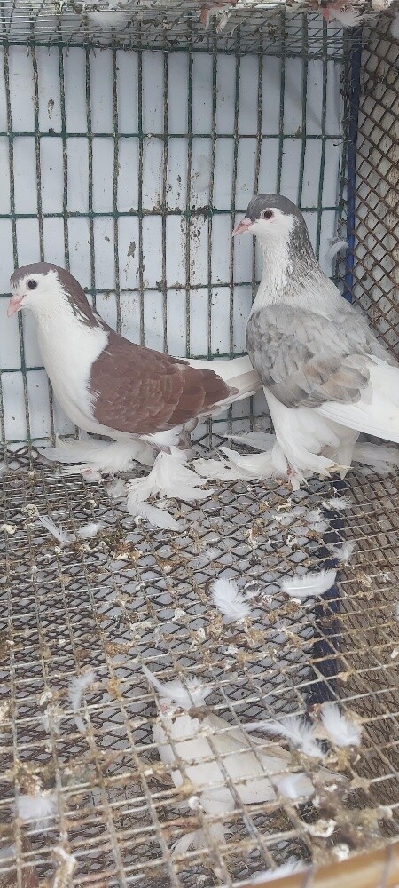 ثلاث ازواج زينة - 3