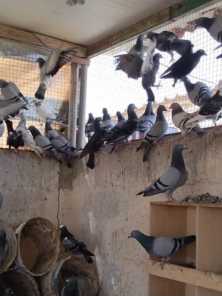 للبيع زاجل حق الإنتاج - 2
