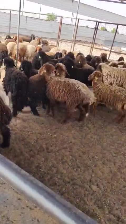 رخال للبيع - 1