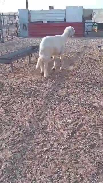 فحل نجدي - 3