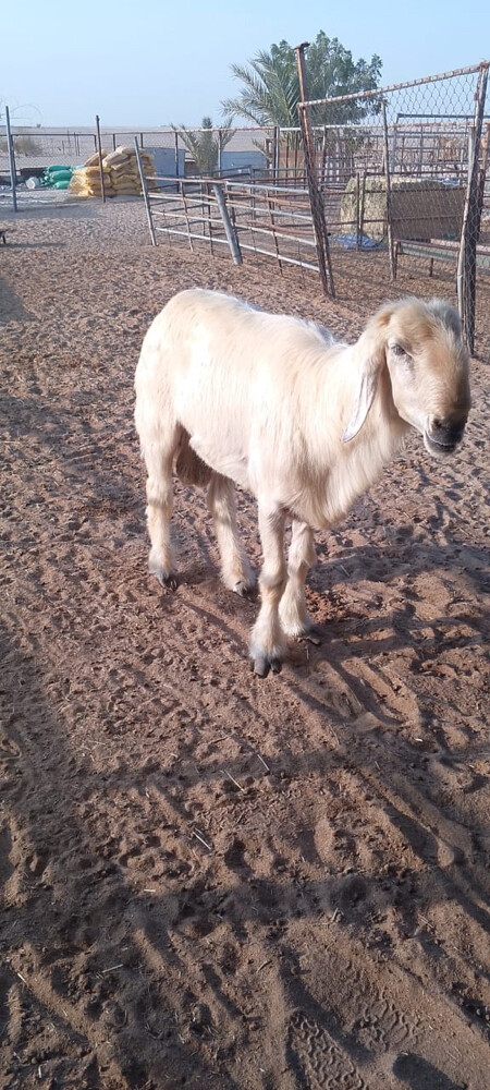 فحل نجدي - 2