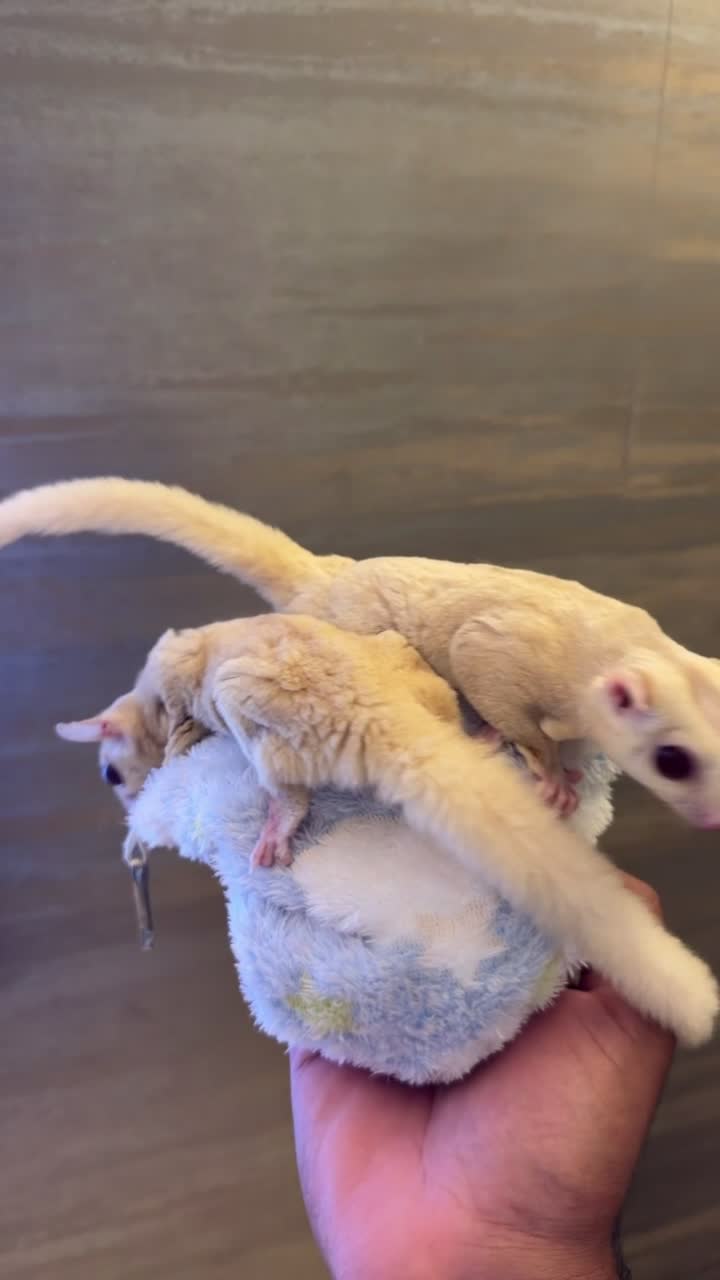 للبيع جوز سناجب البينو منتج - 2