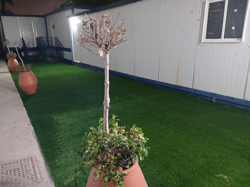 Artificial grass, grass carpet - 8