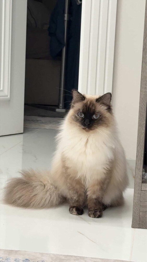 Himalayan Cat   - 1