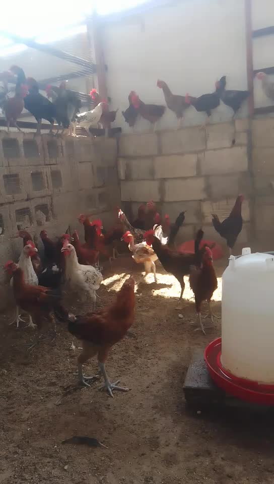 دجاج بلدى - 1
