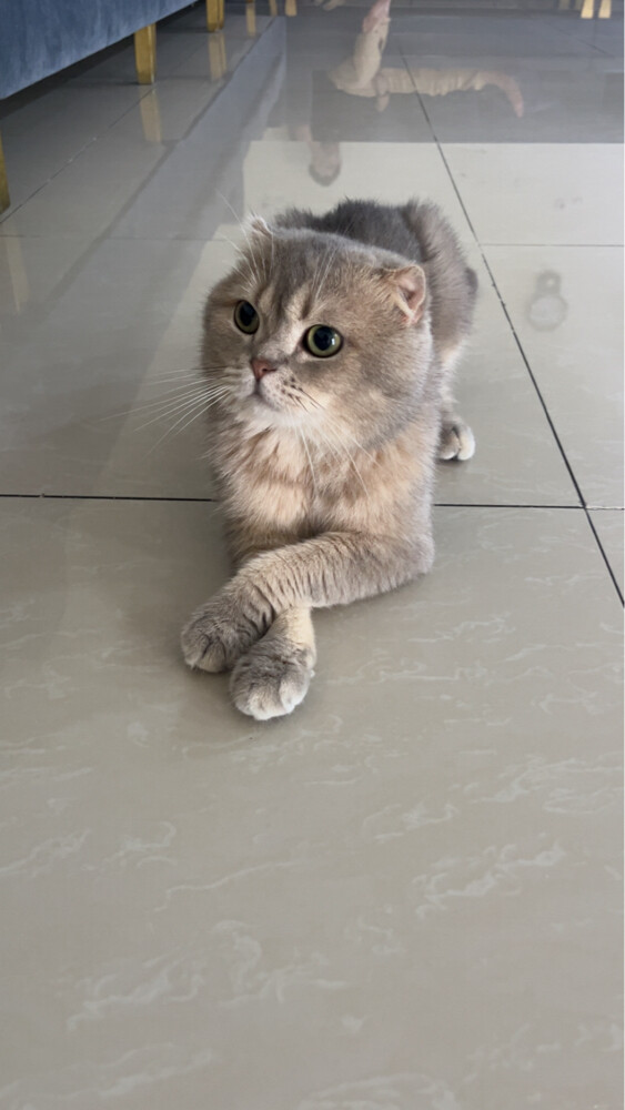 …قطط - 2