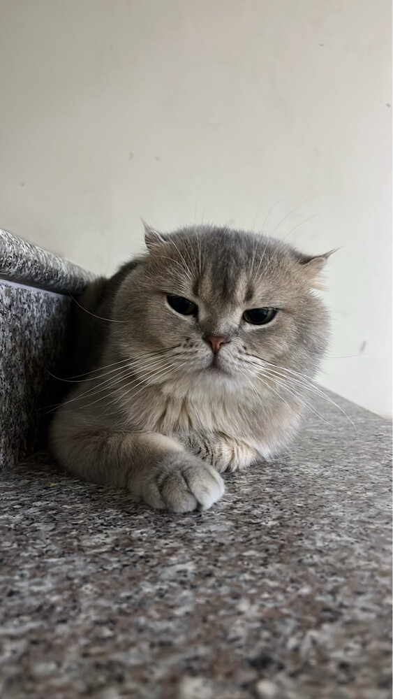 …قطط - 3