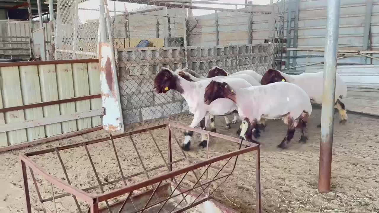 غنم صنف - 1