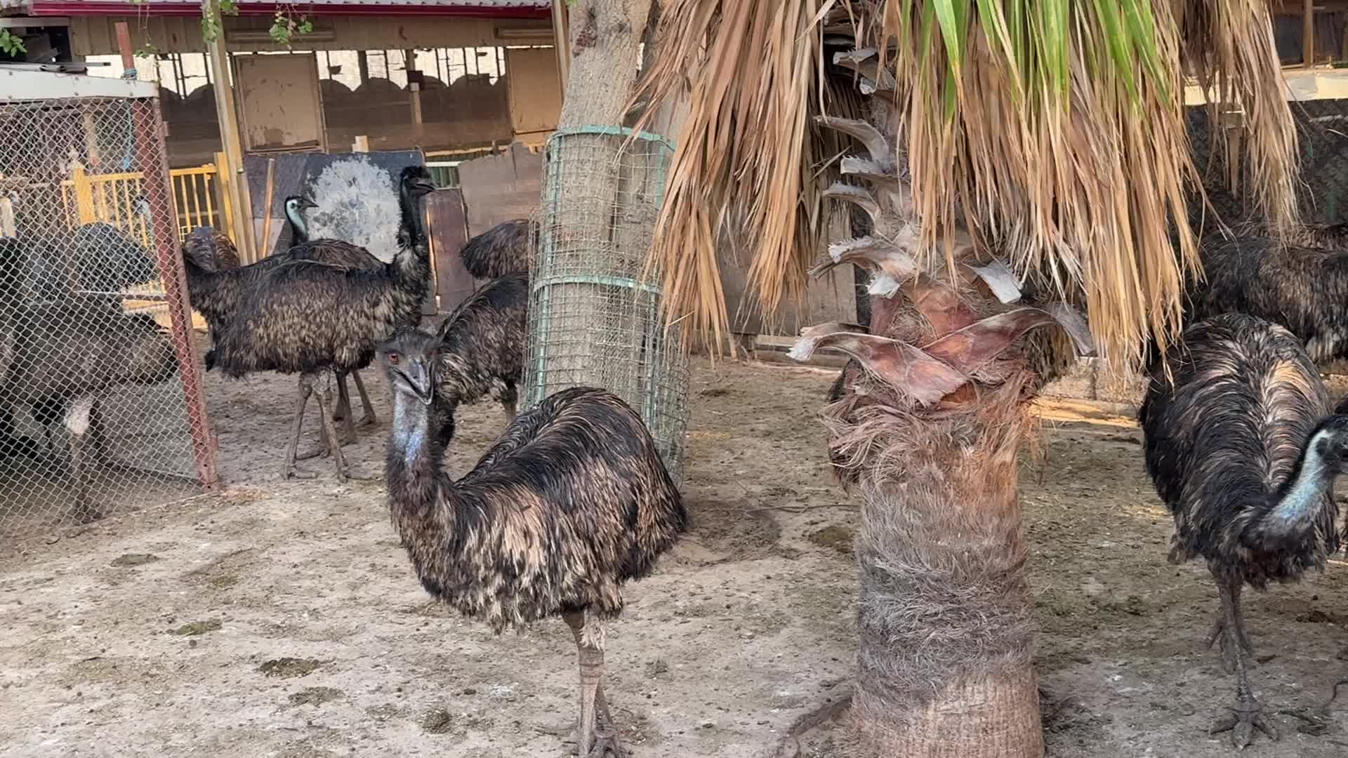 للبيع عدد ٥١ نعامة ، النوع الايمو - 1