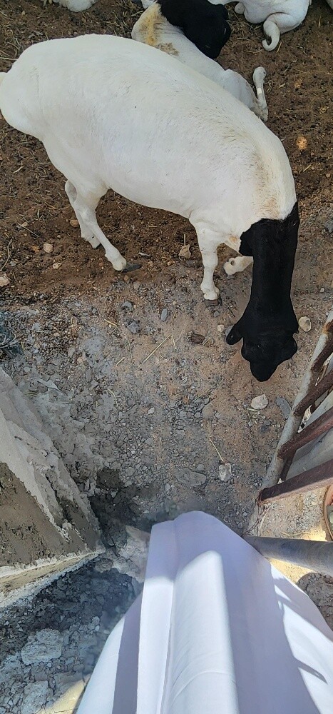 مجموعة بربري - 1