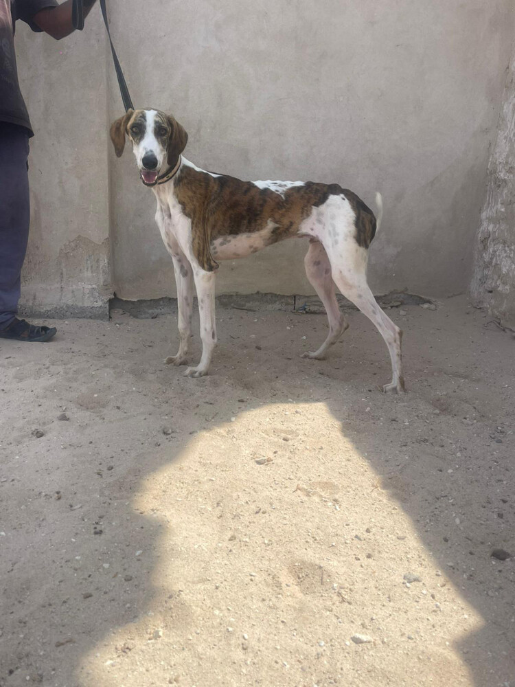 جروه عمره سنه  - 1