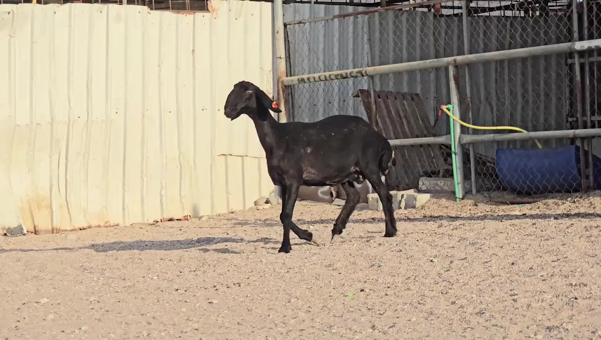 للبيع شاة عربيه طيبه - 5