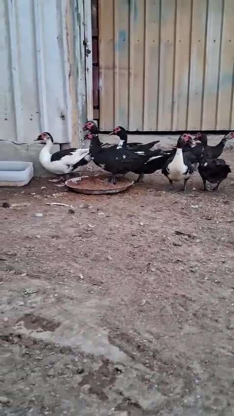 بط مصري - 1