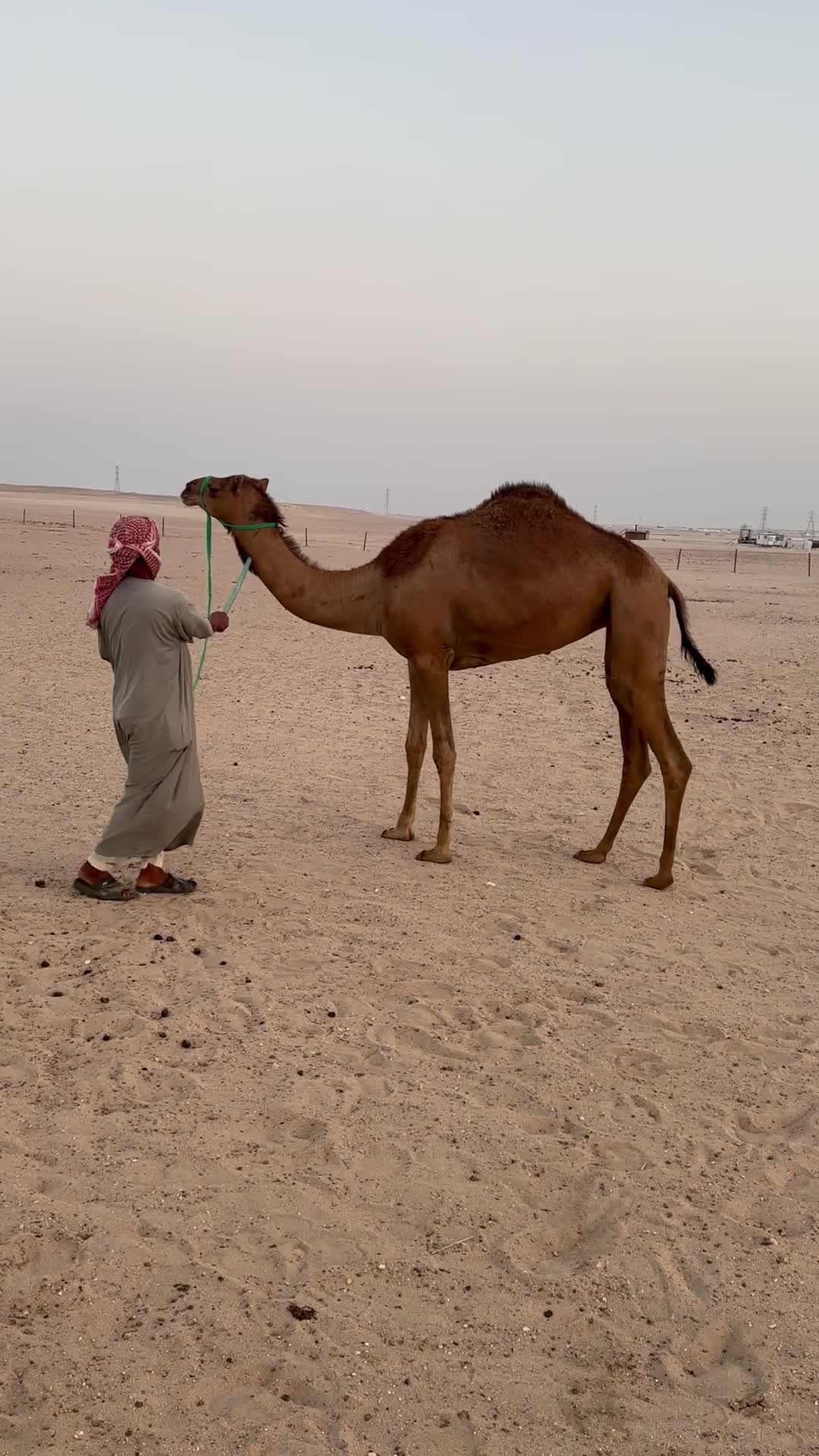 للبيع - 1