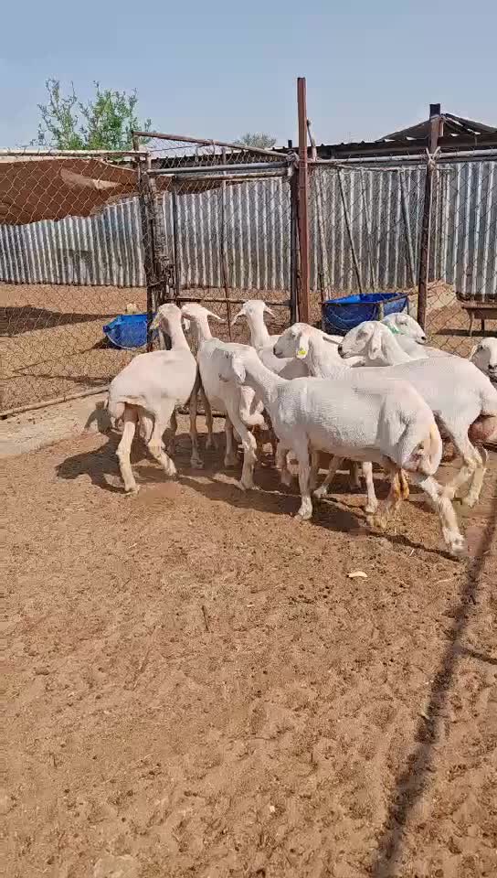 شويهات حبص - 1