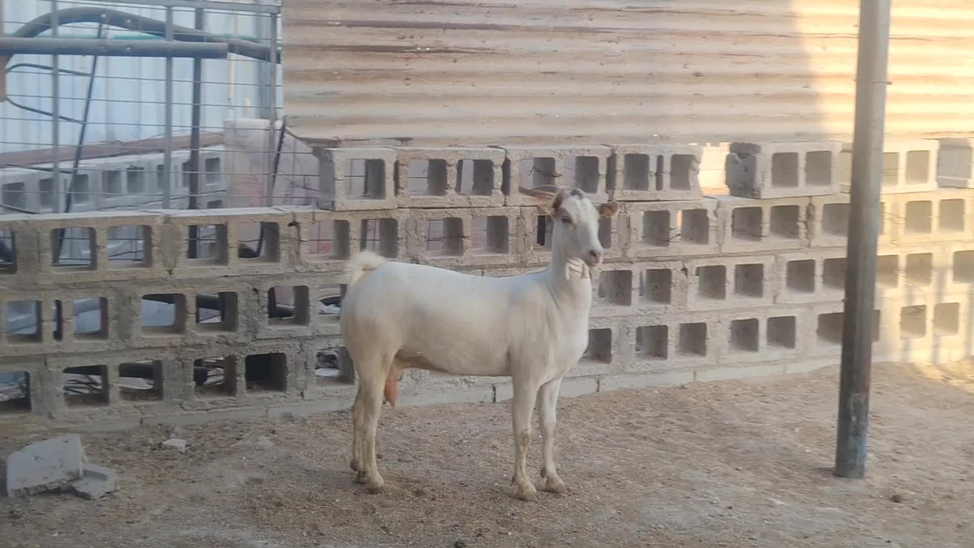 للبيع عنز عماني برص - 1